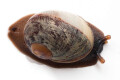 Acavus haemastoma melanotragus Induruwa, Sri Lanka juvenil, 15 mm
